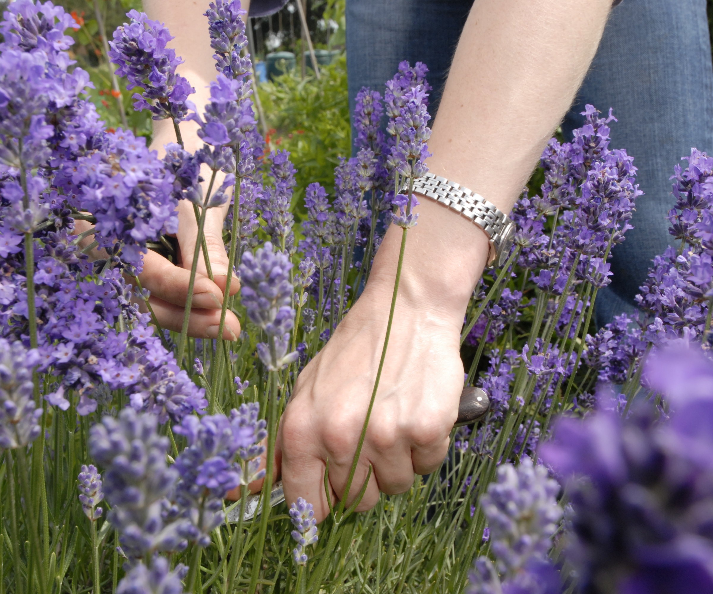 A gardener harvesting lavender flower spikes with a knife