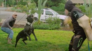 The Cane Corso attacks an intruder