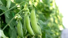 Snap peas growing on a vegetable garden trellis