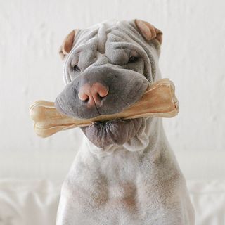 dog with bone in mouth and white background