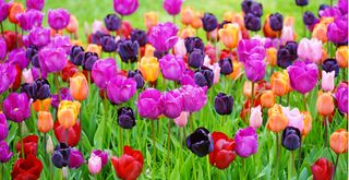 Colourful tulips in purple, orange, pink and red to show colourful spring flowers to plant in autumn