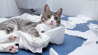 cat with toilet paper