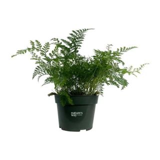 Fern plant in black plastic pot