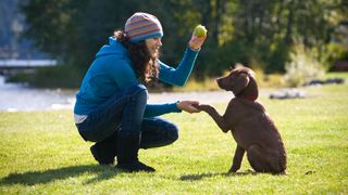 A young woman training a chocolate lab puppy to shake hands at a park