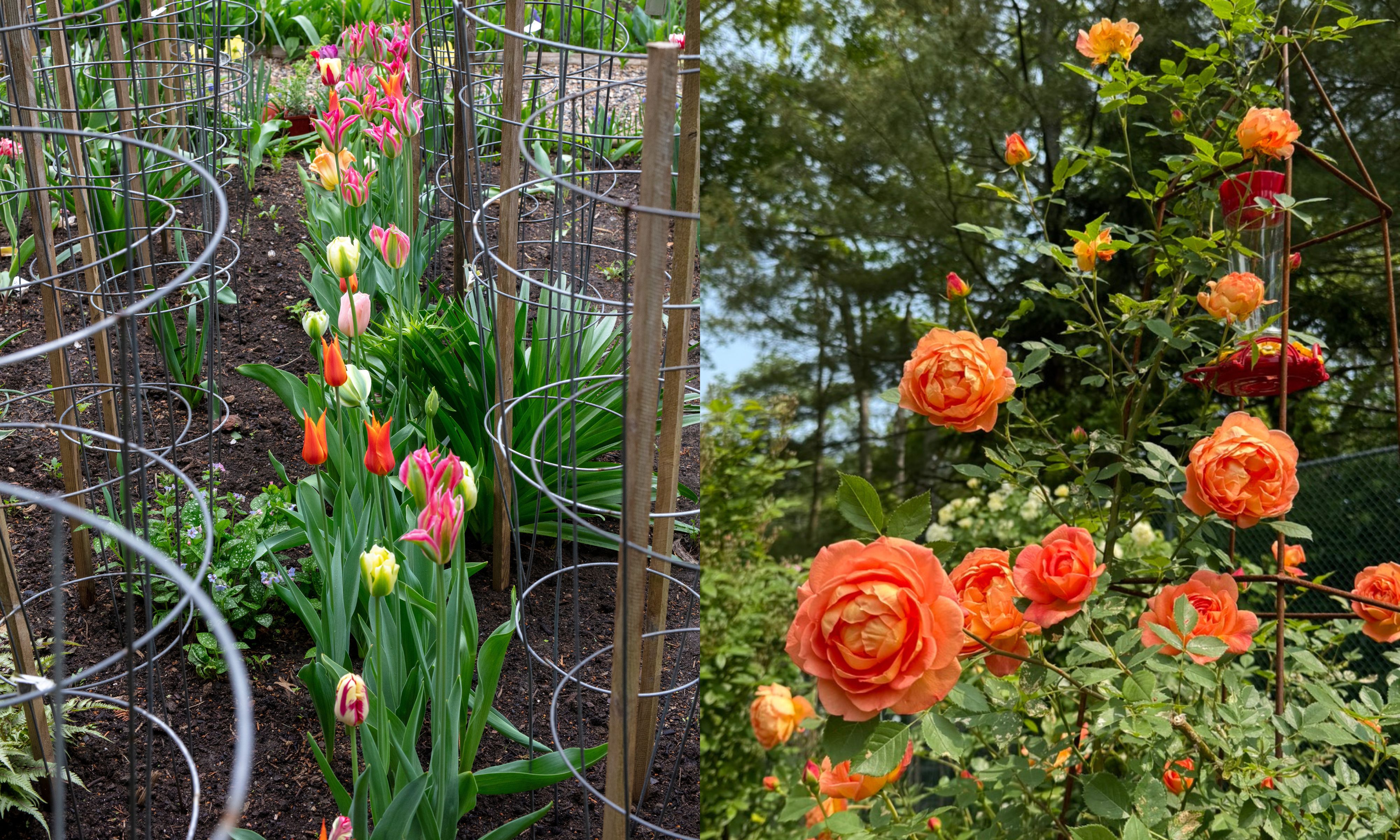 Frances Palmer's garden with roses and tulips