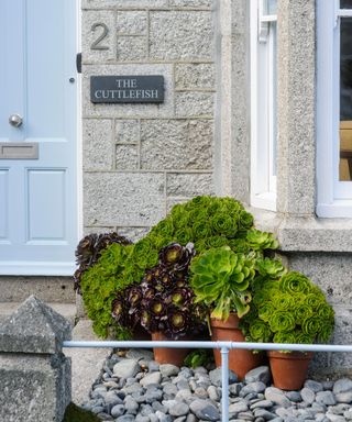 A small rockery garden by a pale blue front door, with succulents in terracotta pots on a stone area.