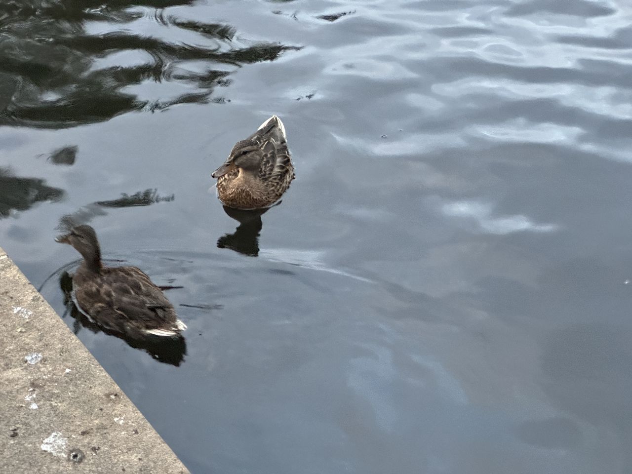 A photo captured on the iPhone 14 Pro Max