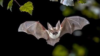 The grey long-eared bat (Plecotus austriacus) is a fairly large European bat.