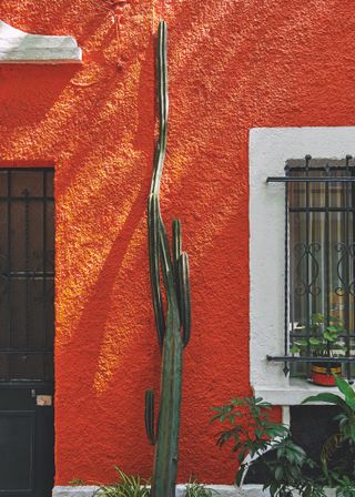 Cactus plant outside orange-painted house in Mexico City