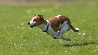 Jack Russell terrier running fast