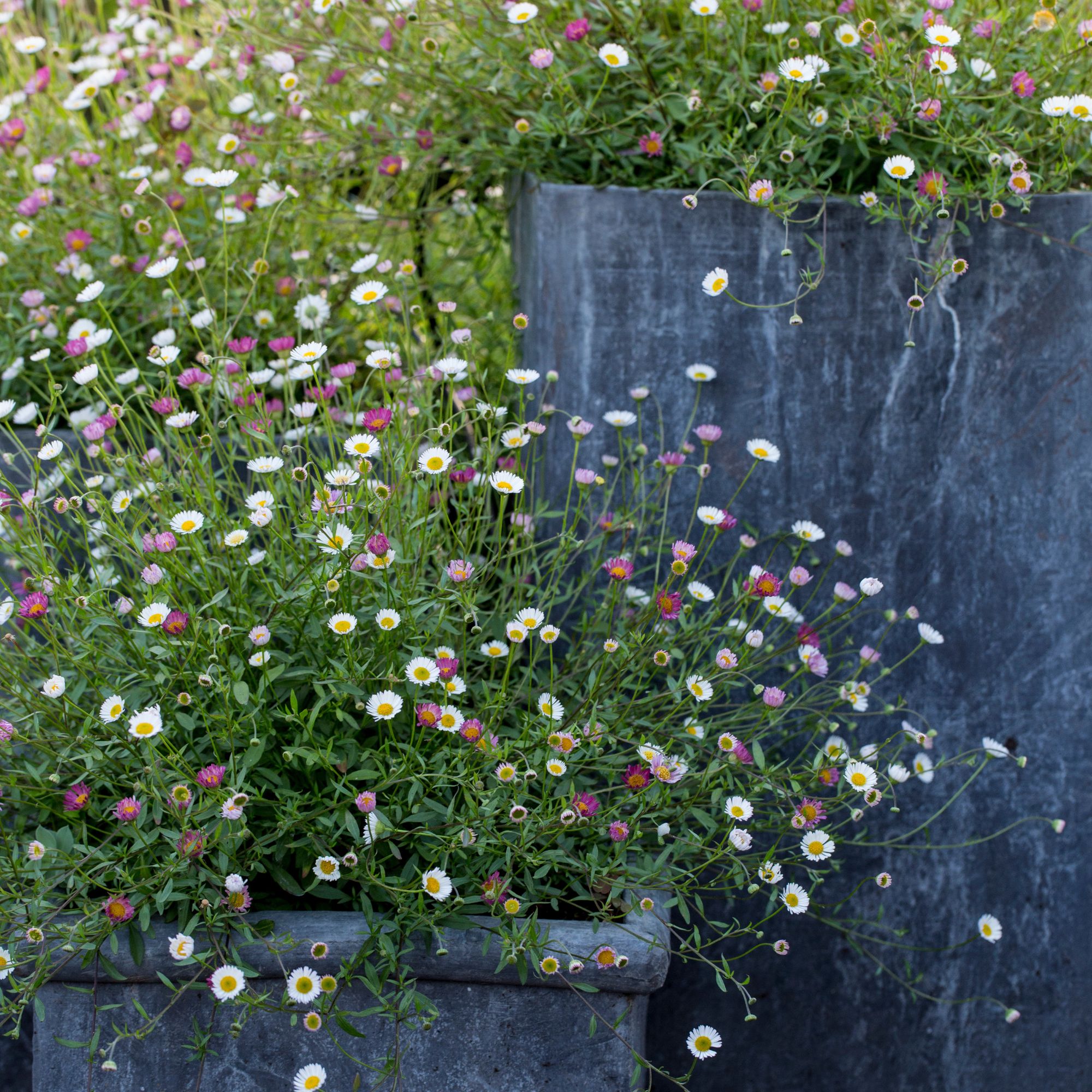 Erigeron flowers growing in grey containers in garden