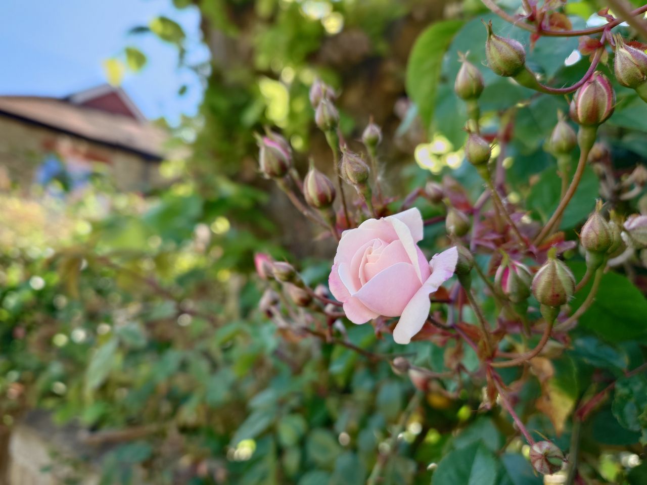 A photo taken on the Sony Xperia 1 V