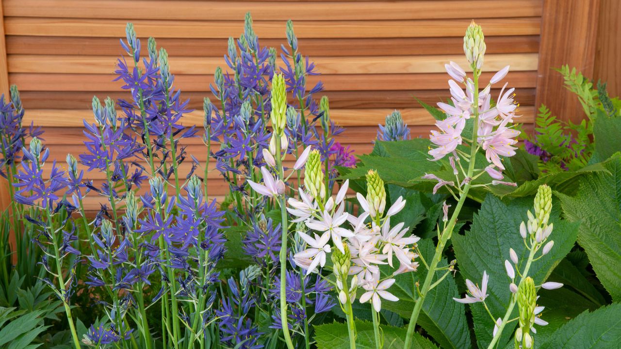 pink and blue spring flowering Camassia leichtlinii 