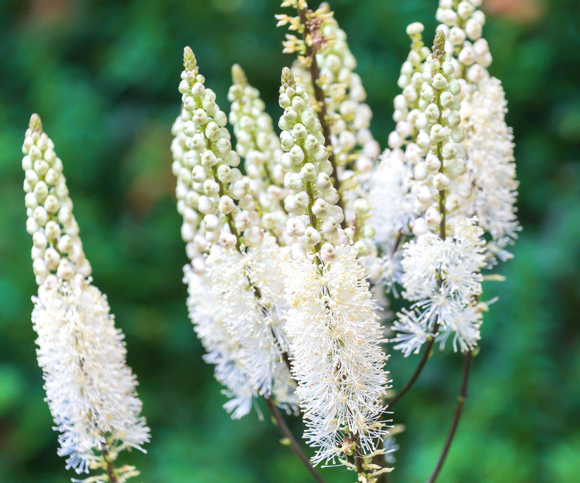 bugbane plant with white flowering spires