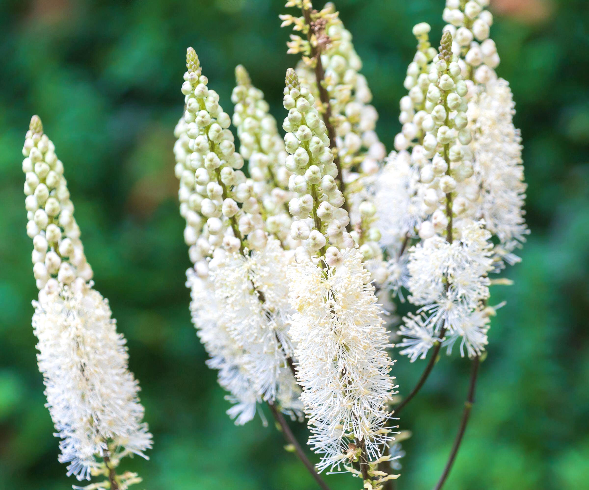 bugbane plant with white flowering spires