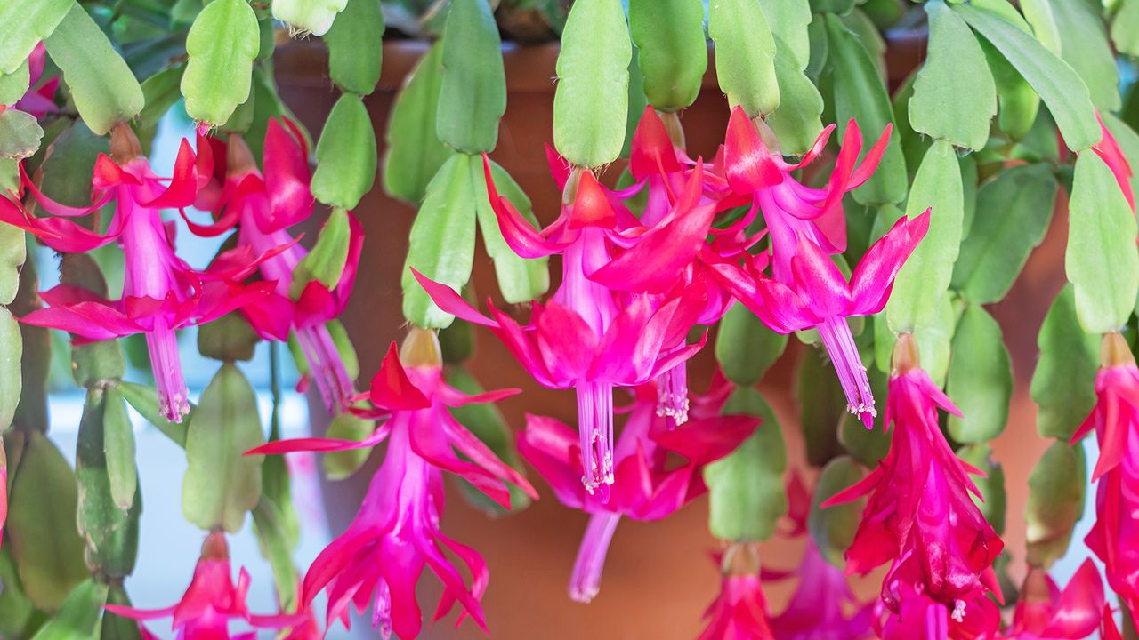 Pink flowers of Christmas cactus Schlumbergera x buckleyi