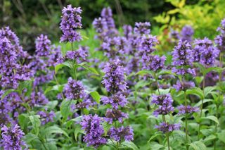 Lavender anise hyssop, also known as blue giant hyssop