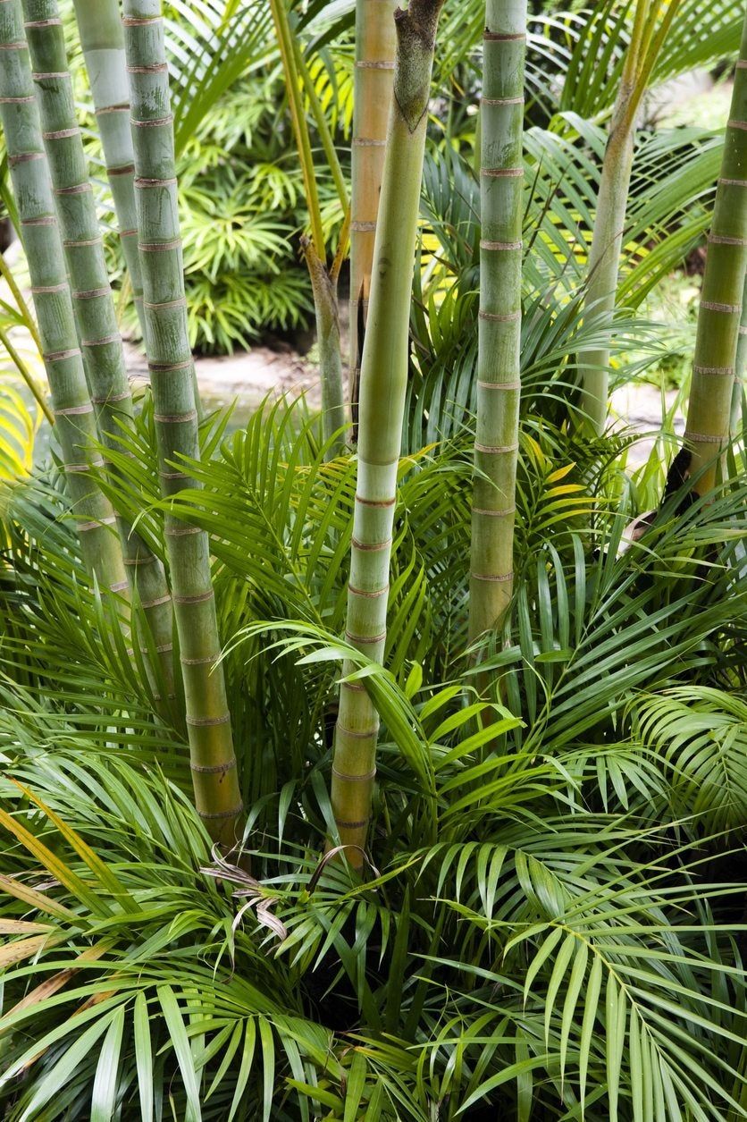 Bamboo Plants