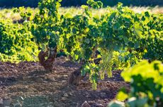 Attica_vineyard_closeup.jpg