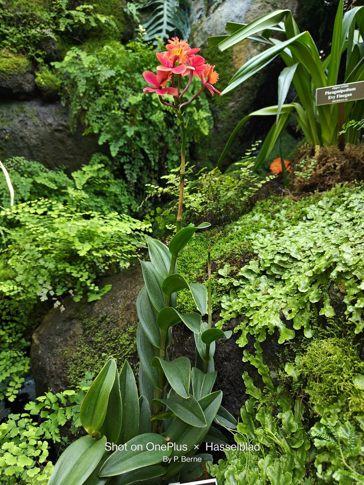 Flower photos taken by the OnePlus 11