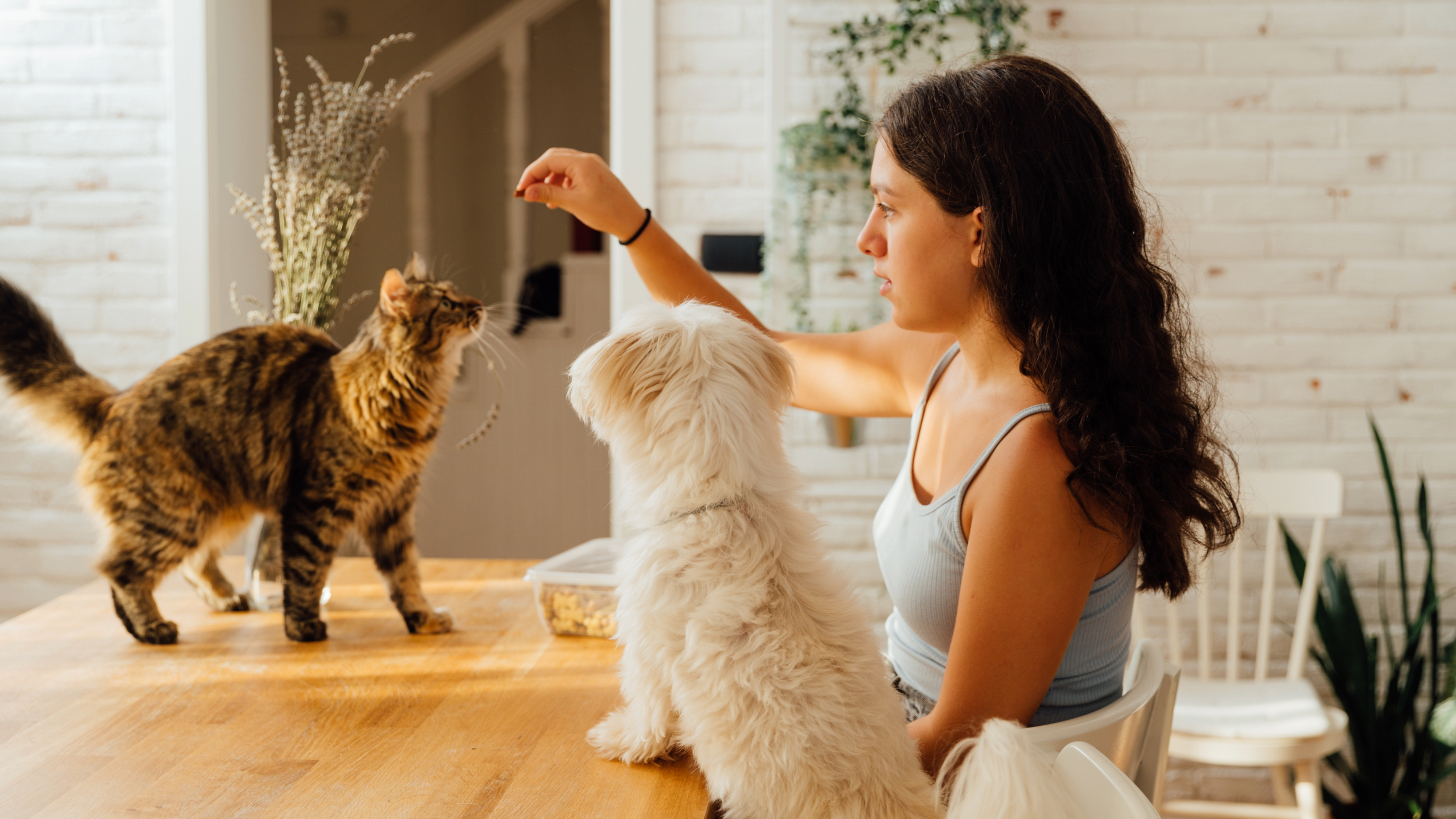 Woman giving her cat a treat while dog watches on