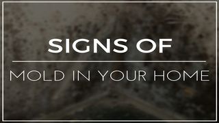 Signs Your House Has Mold Top Ten Reviews Null