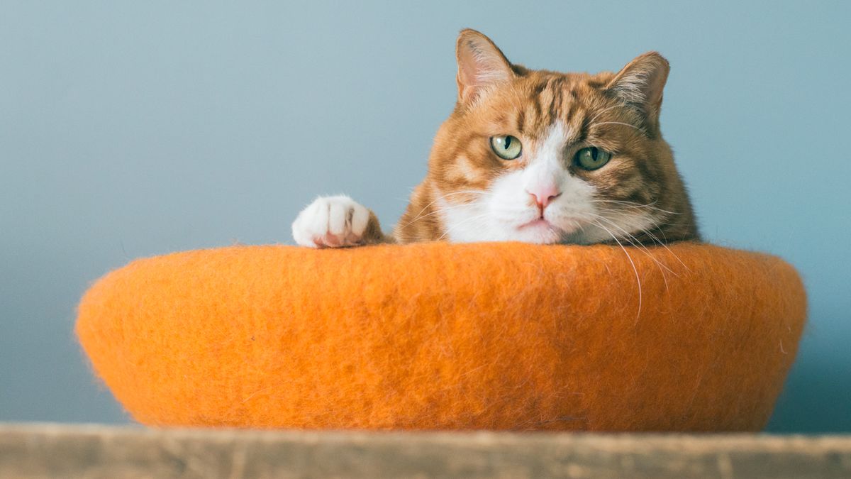 Cat not eating? 11 things to check according to a vet