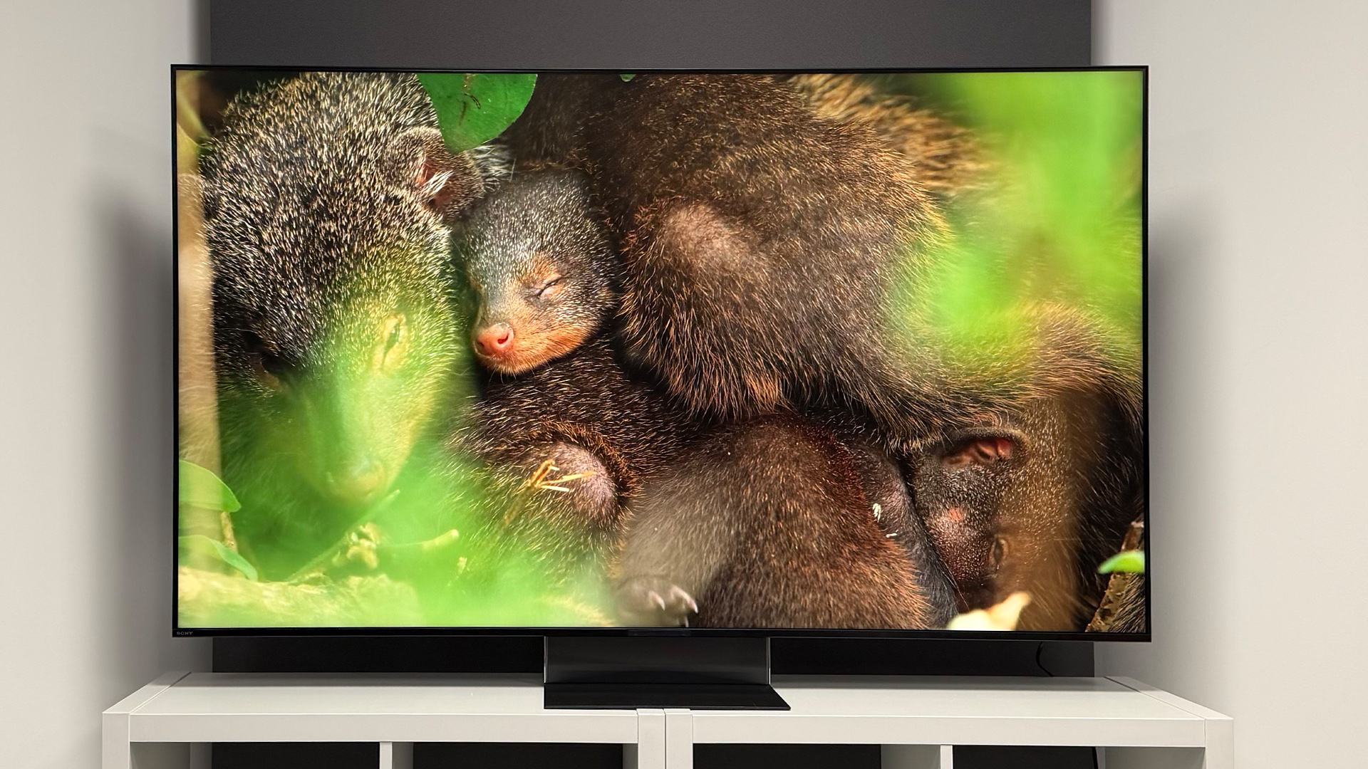 Sony Bravia 9 II RGB Mini LED TV on white shelving unit with animals on screen