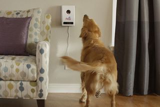 Petzi Treat Cam