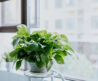 Houseplant near window in indirect light