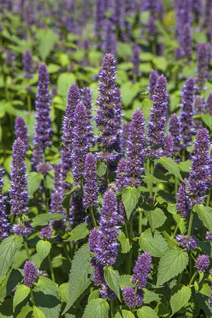 Purple Anise Hyssop Plants
