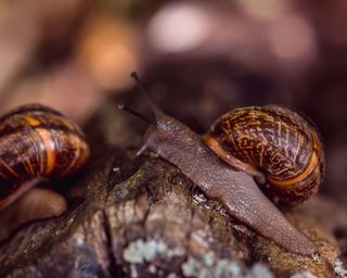 two small garden snails