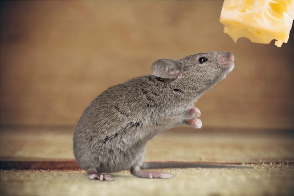 A cute mouse with a hunk of cheese.