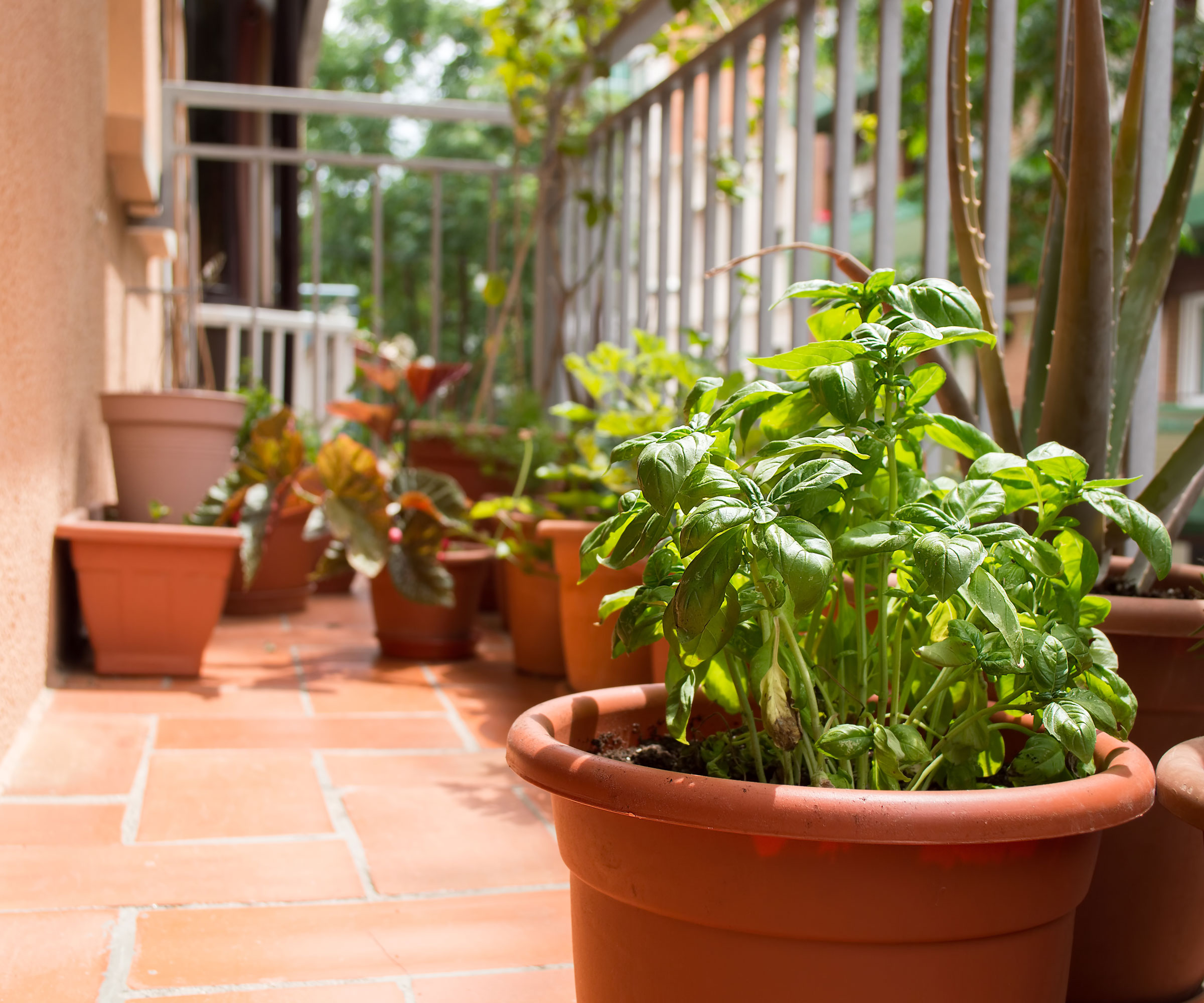 plants growing in plastic pots on balcony