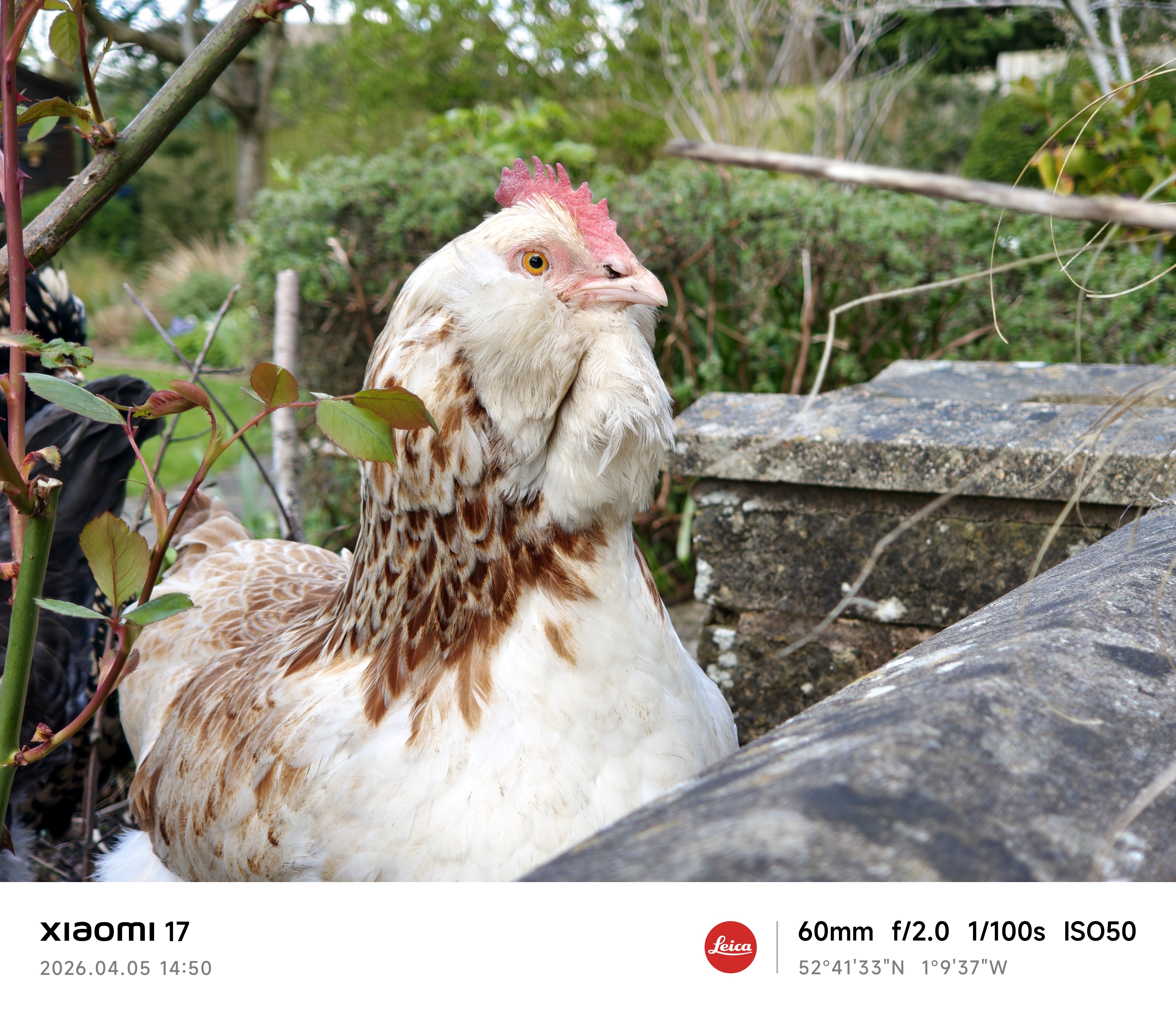 Xiaomi 17 sample photo