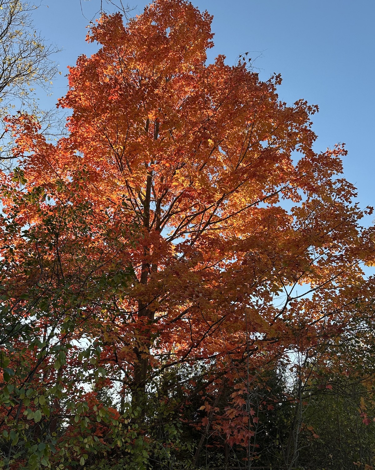 A red-orange tree in autumn