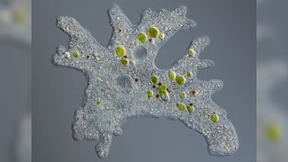 An amoeba under a microscope
