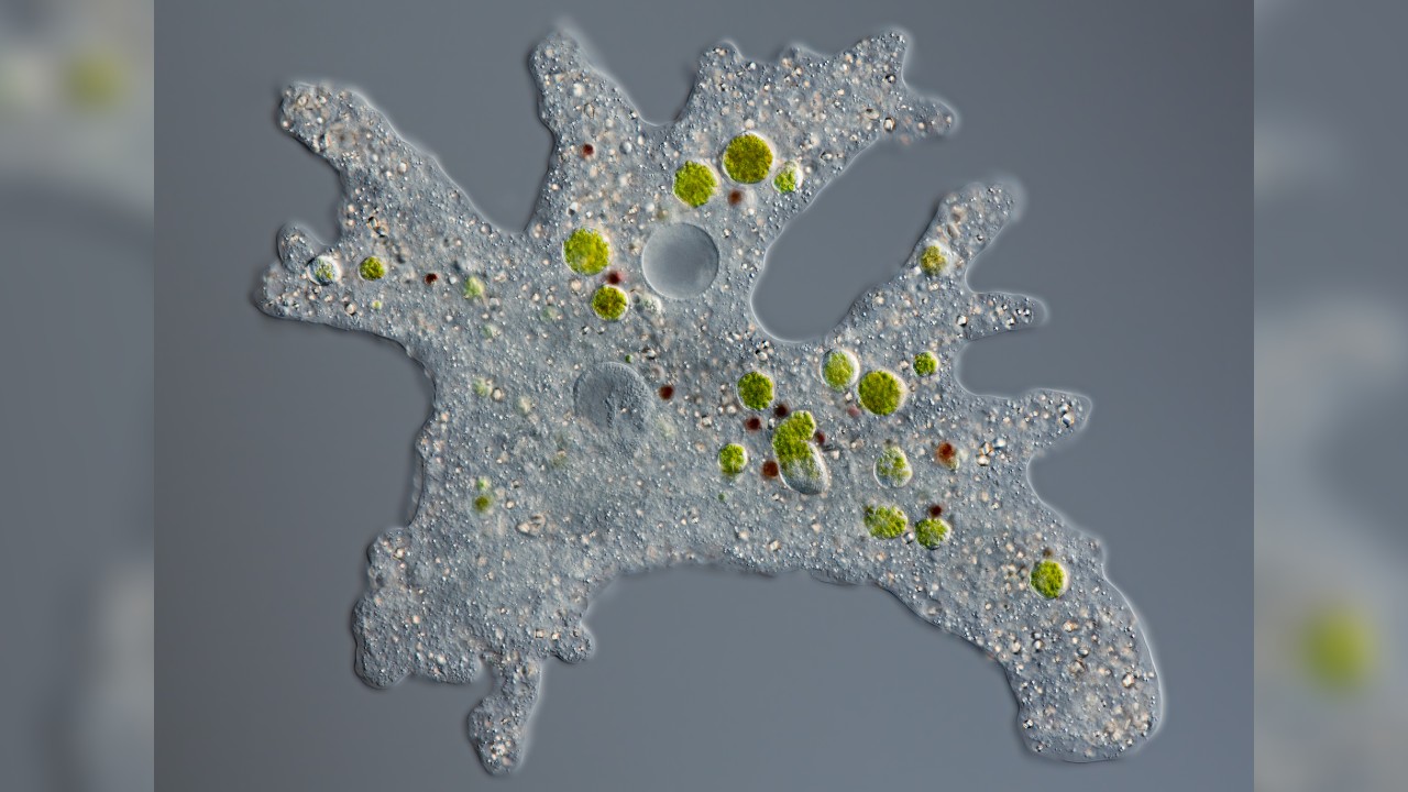 protista amoeba