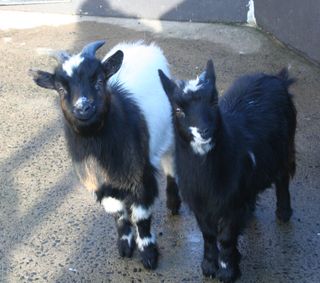 Pygmy goat parents Edmund and Hannah