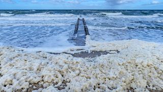 Sea-foam from blooming algae on the German coast of the Baltic Sea.