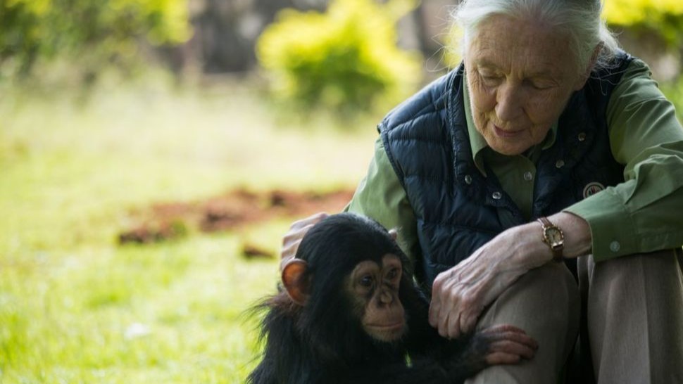 Jane Goodall with an infant chimp during a visit to the Uganda Wildlife Education Centre in 2018.