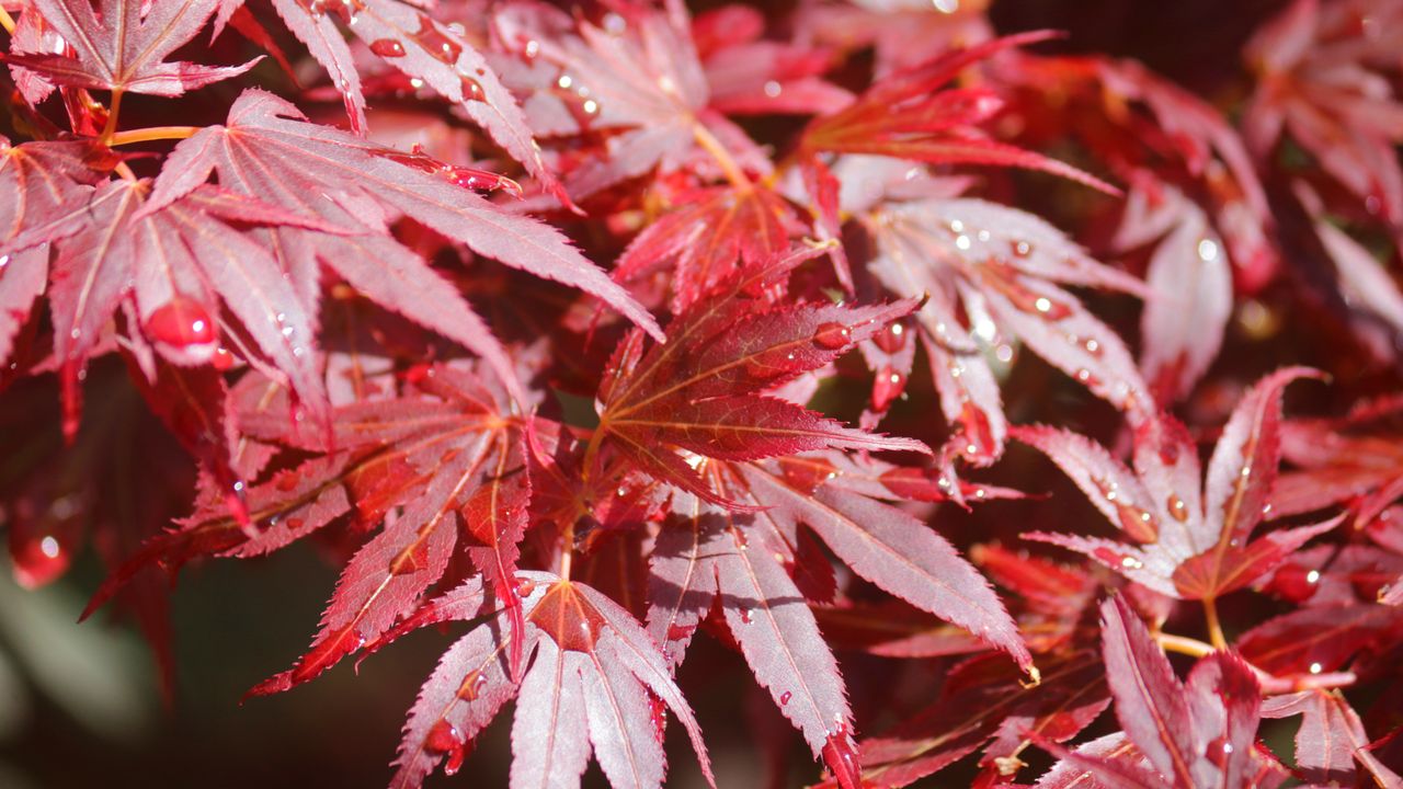 Japanese maple leaves on tree 