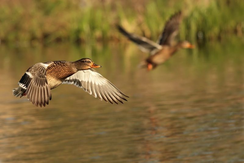 Ducks fly near the bank of a pond.