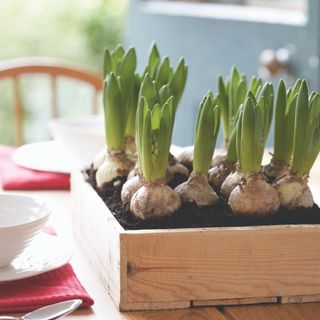 Sprouting hyacinth bulbs in soil in wooden crate on wooden table