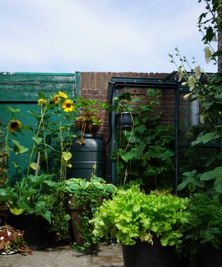 Flowers and plants in an urban garden with a small greenhouse of vegetables and water butt