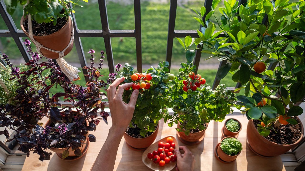 tomatoes growing in containers on a balcony