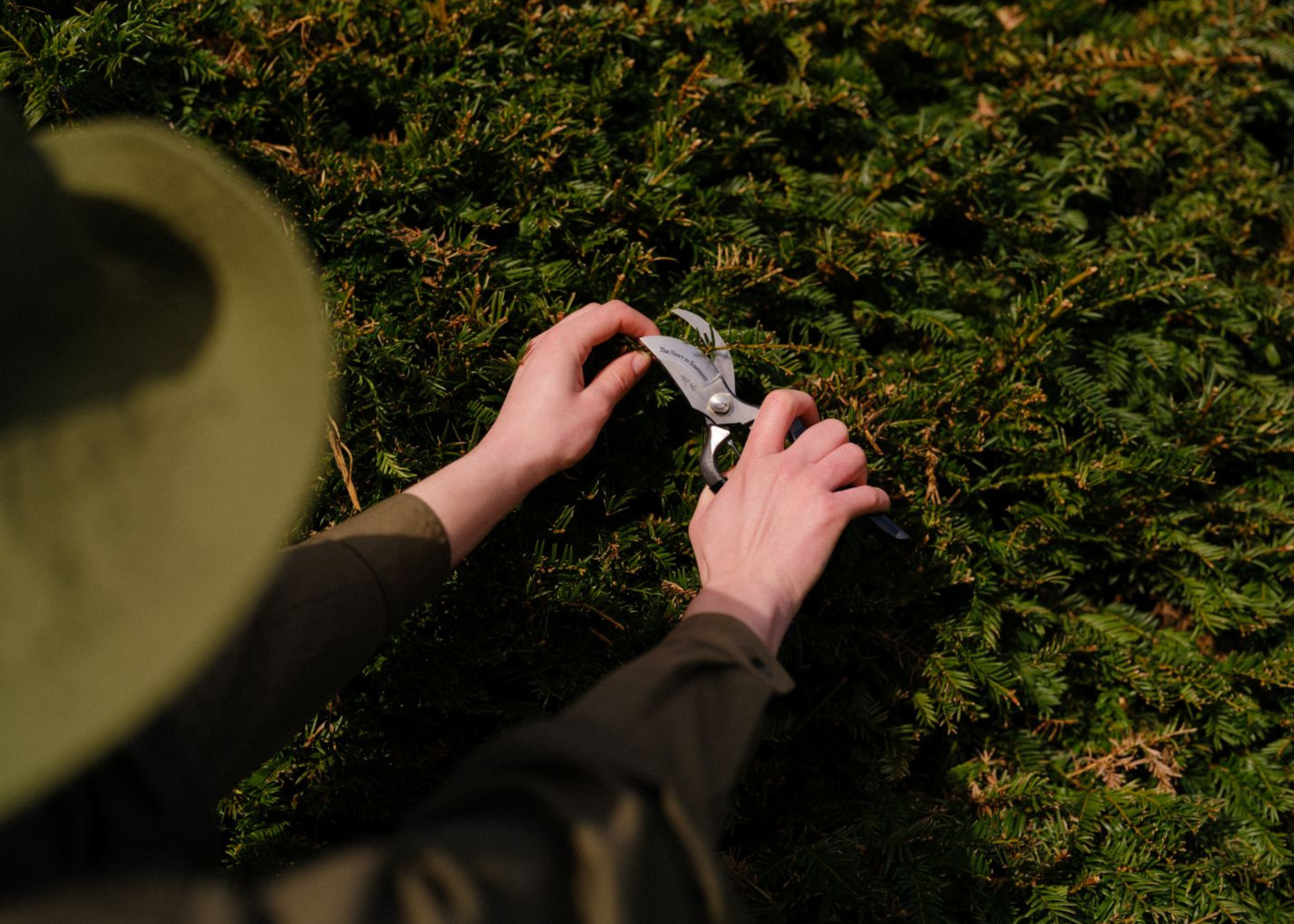 A close up shot of someone pruning a hedge using niwaki secateurs