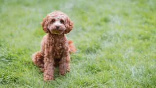 cavapoo sat on a lawn