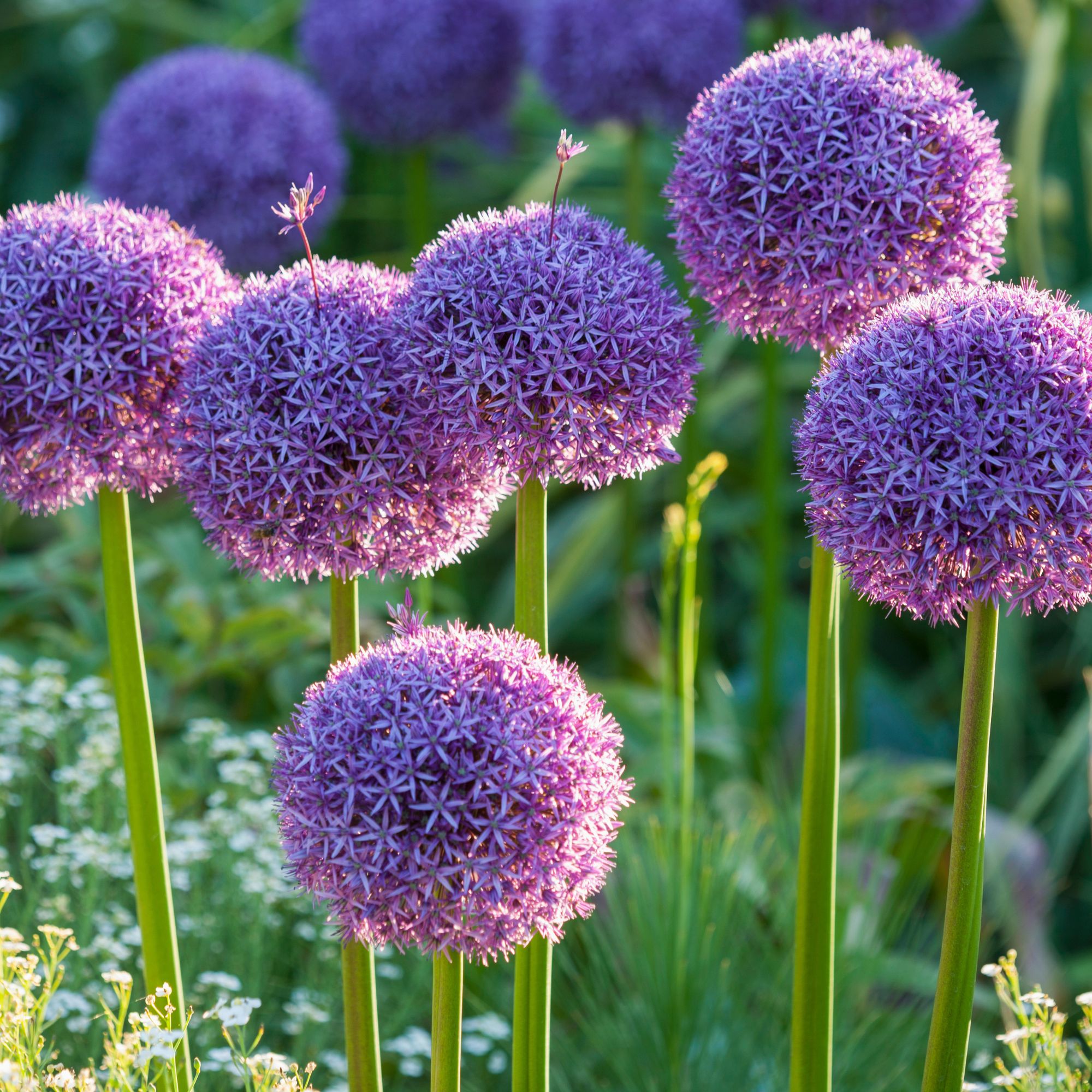 spring flowers in garden border