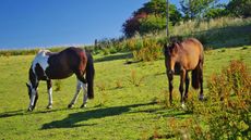 RR8A90 Pair of Horses Grazing in a Paddock on a Sunny Summers Day. Boarhills, Fife, Scotland, UK.